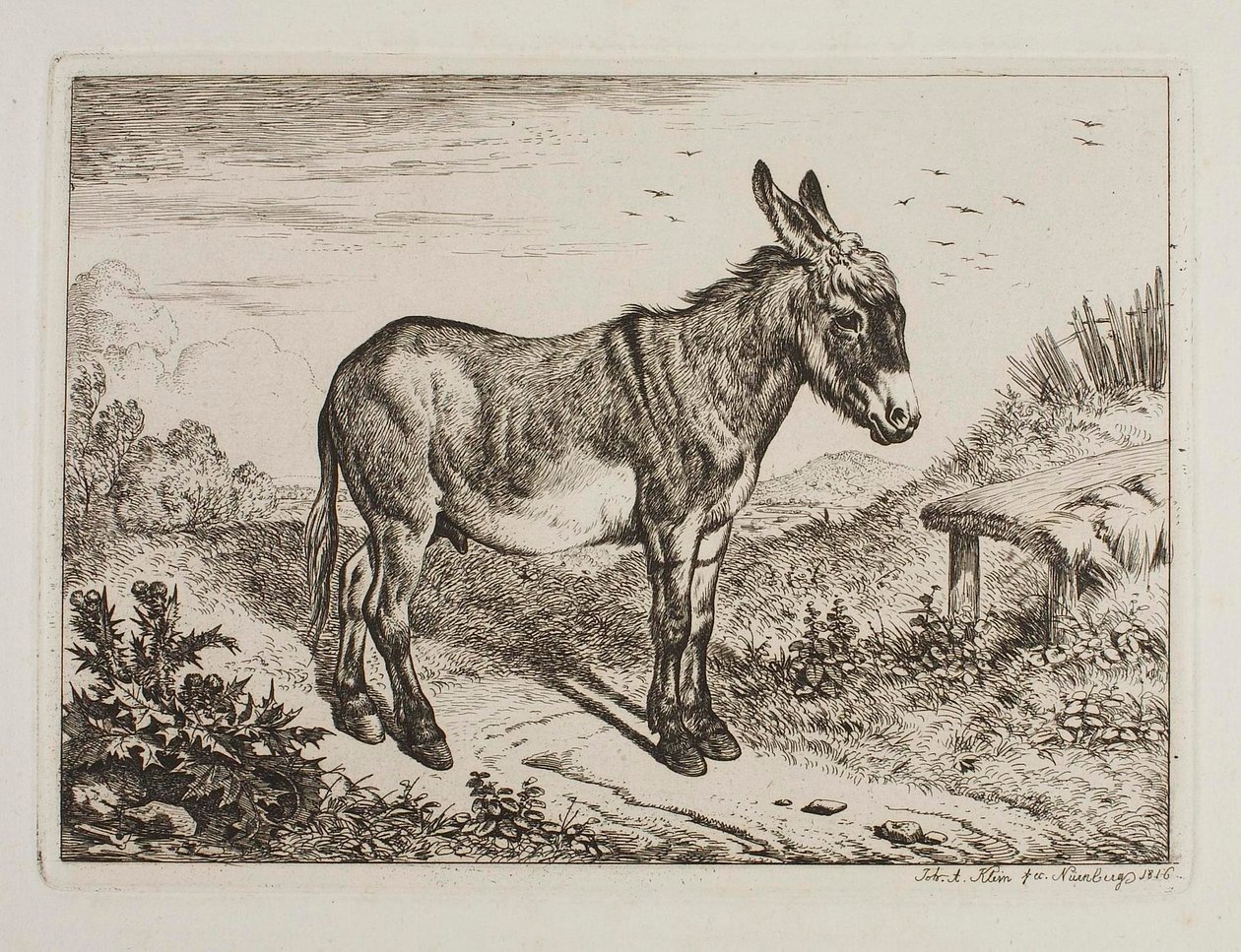 Asno de Johann Adam Klein