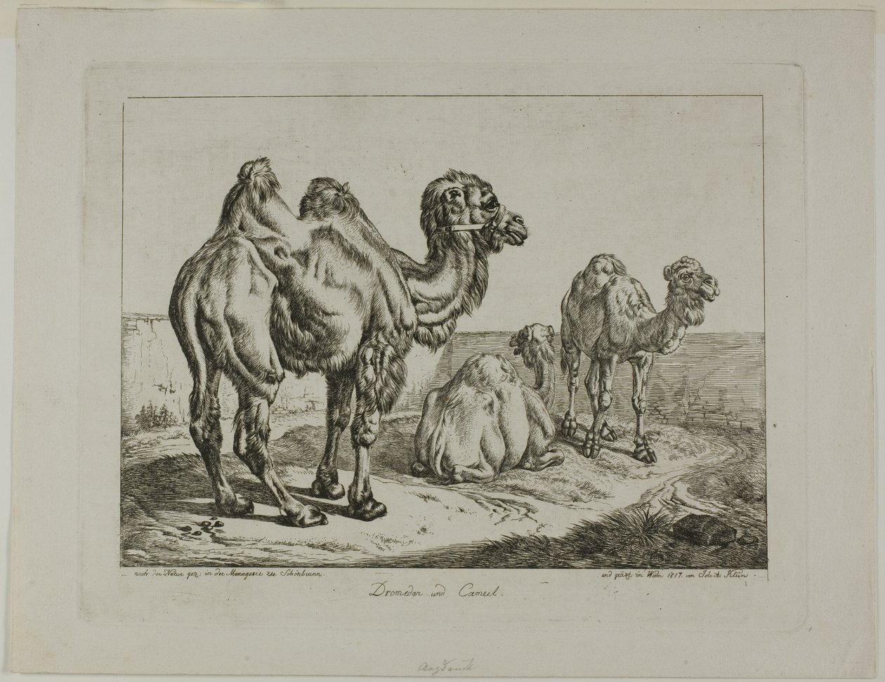 Dromedario y camello de Johann Adam Klein