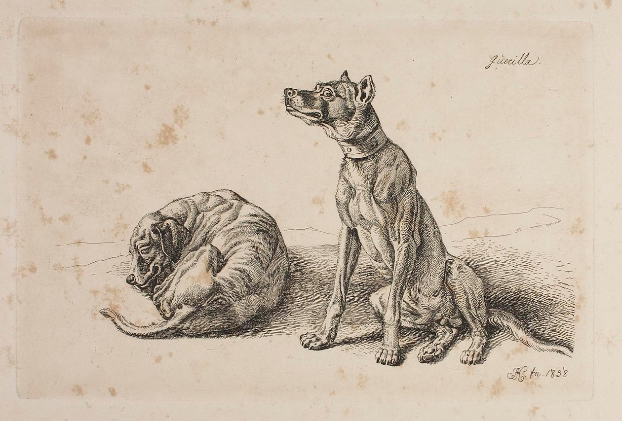 Guerrilla, Dos perros de Johann Adam Klein