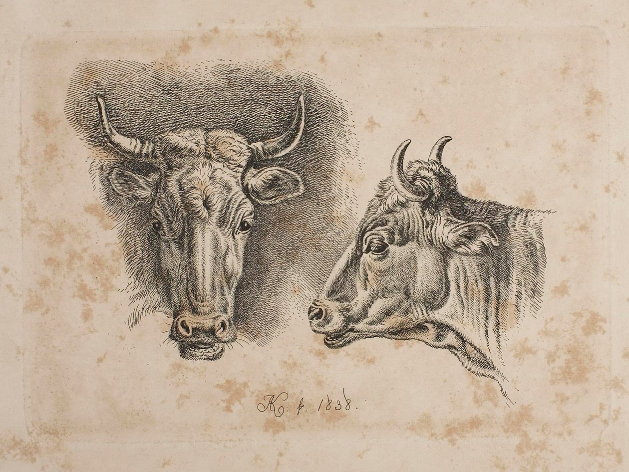 Las cabezas de dos vacas de Johann Adam Klein