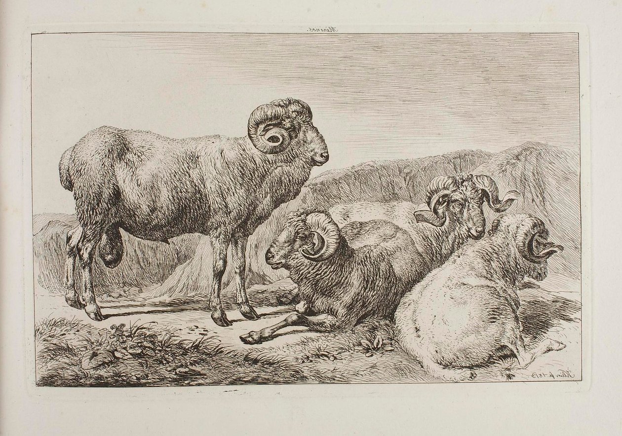 Carneros merinos de Johann Adam Klein