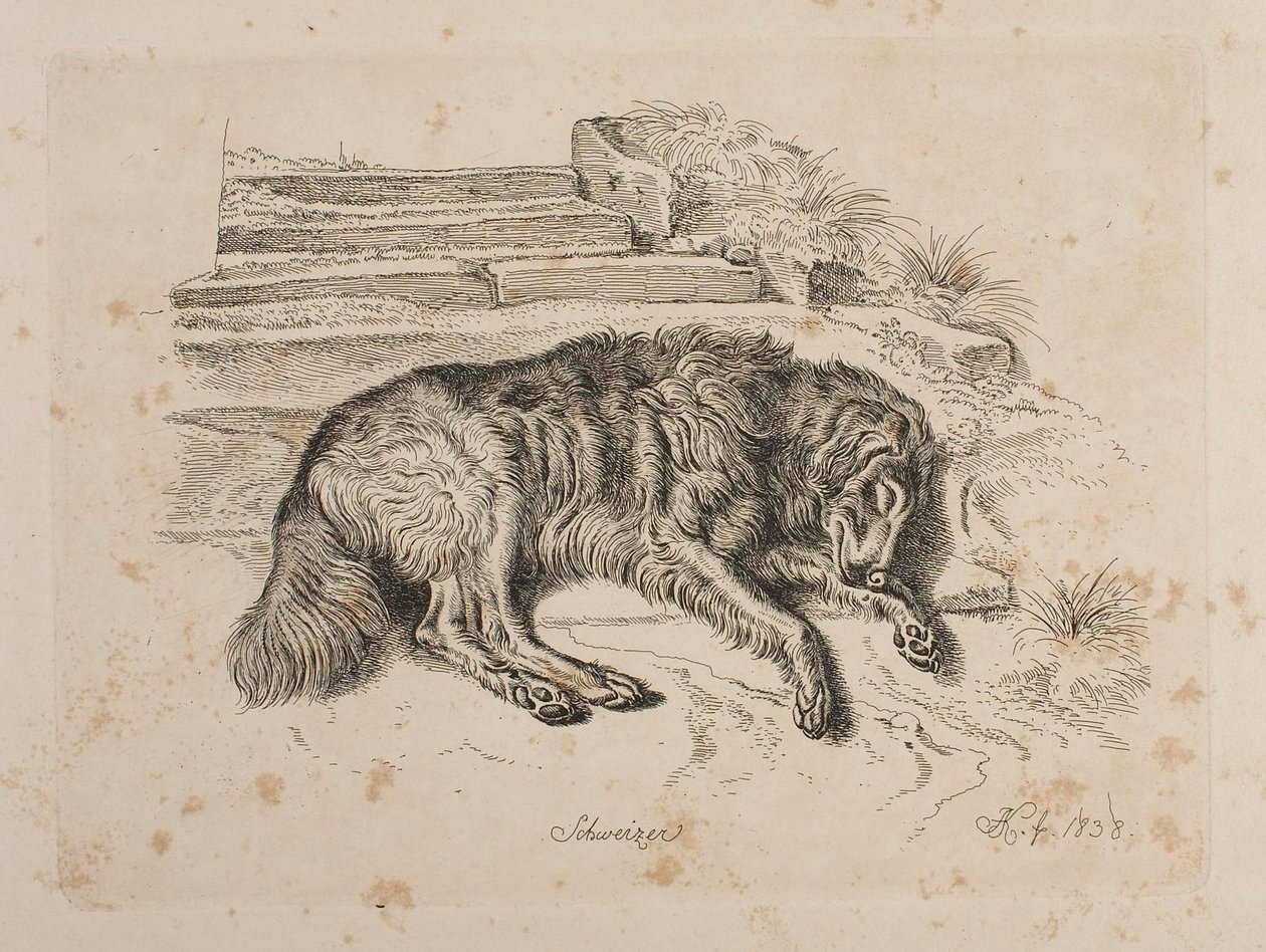 Schweizer, un perro de Johann Adam Klein