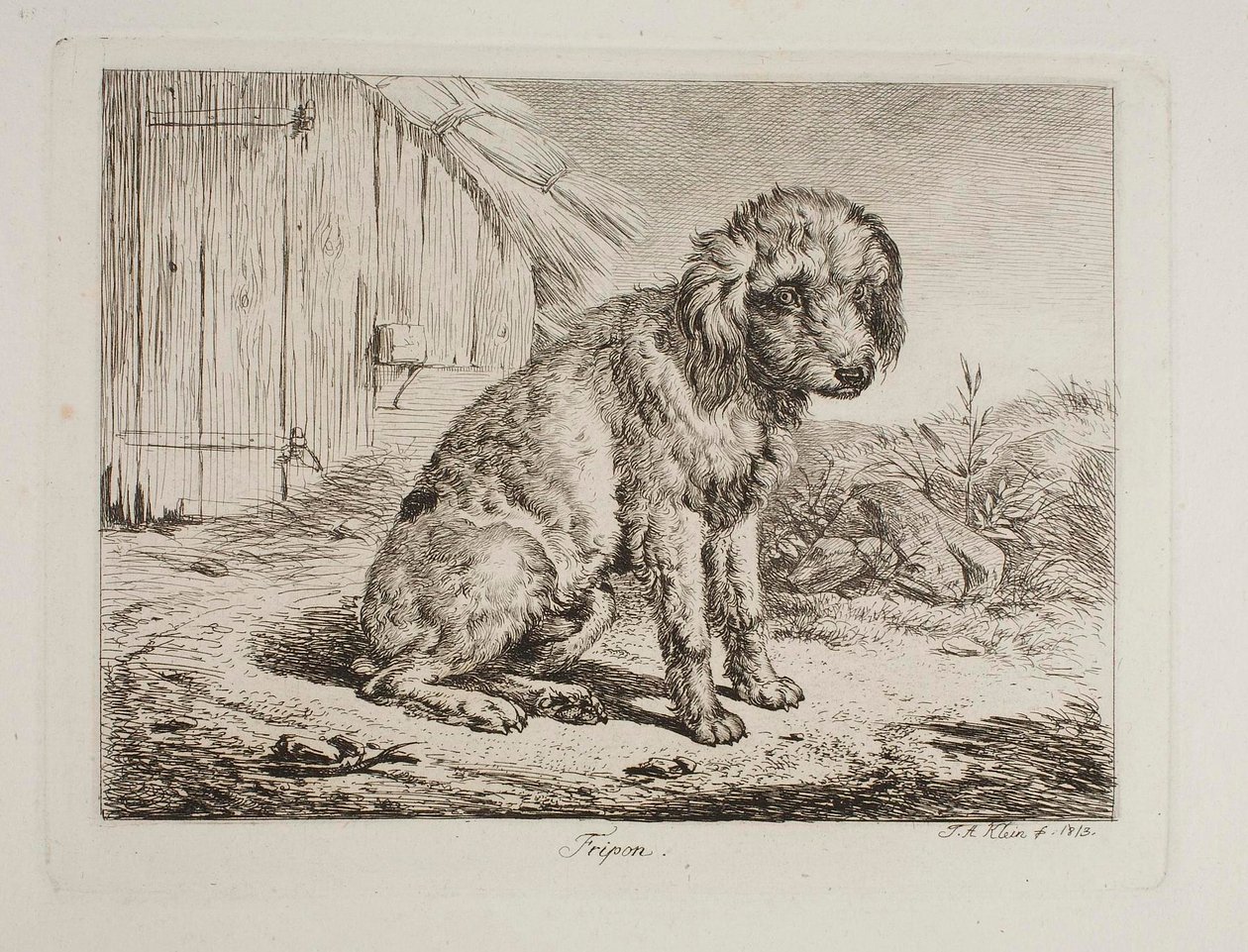 El caniche Fripon de Johann Adam Klein