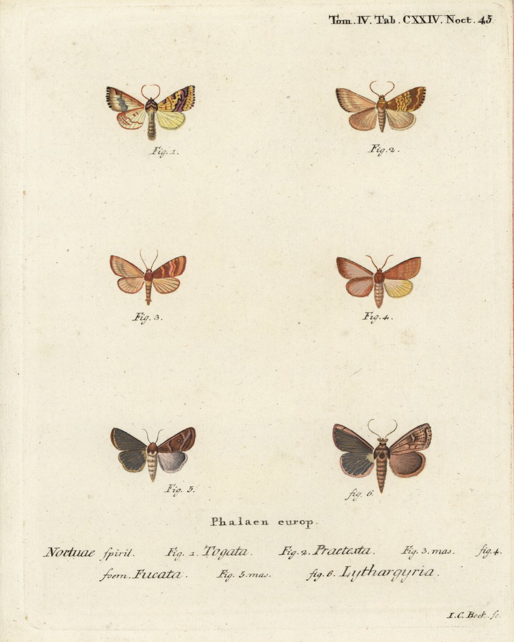 Sallow barrado, Tileacea aurago 1-4, y polilla de arcilla, Mythimna ferrago 5,6. Grabado en cobre a mano coloreado por Johann Carl Bock después de Die Schmetterlinge en Abbildungen nach der Natur de Eugenius Johann Christoph Esper, Erlangen de Johann Carl Bock