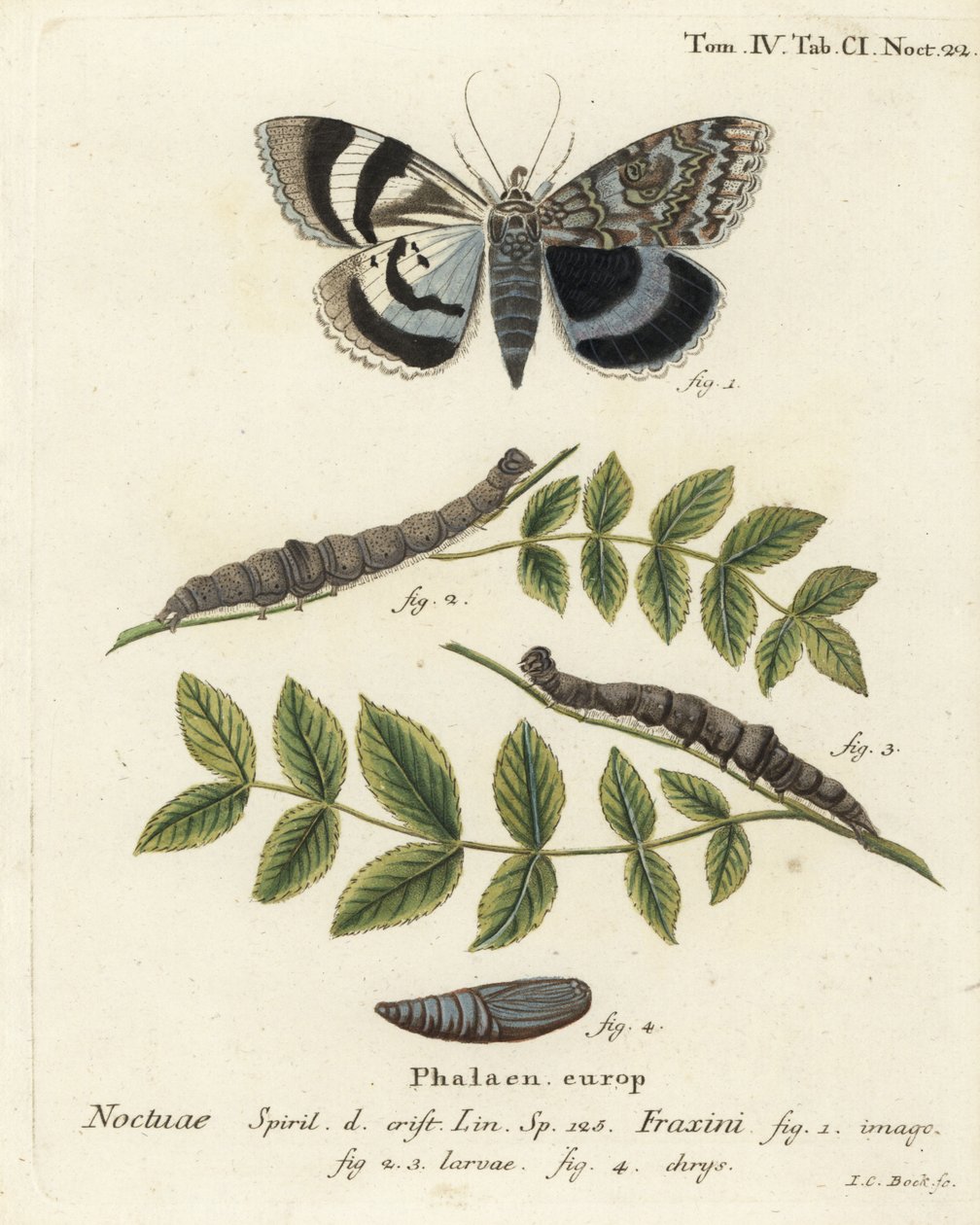 Polilla de ala azul o Clifden nonpareil, Catocala fraxini. Grabado en cobre coloreado a mano por Johann Carl Bock después de Die Schmetterlinge in Abbildungen nach der Natur de Eugenius Johann Christoph Esper, Erlangen de Johann Carl Bock