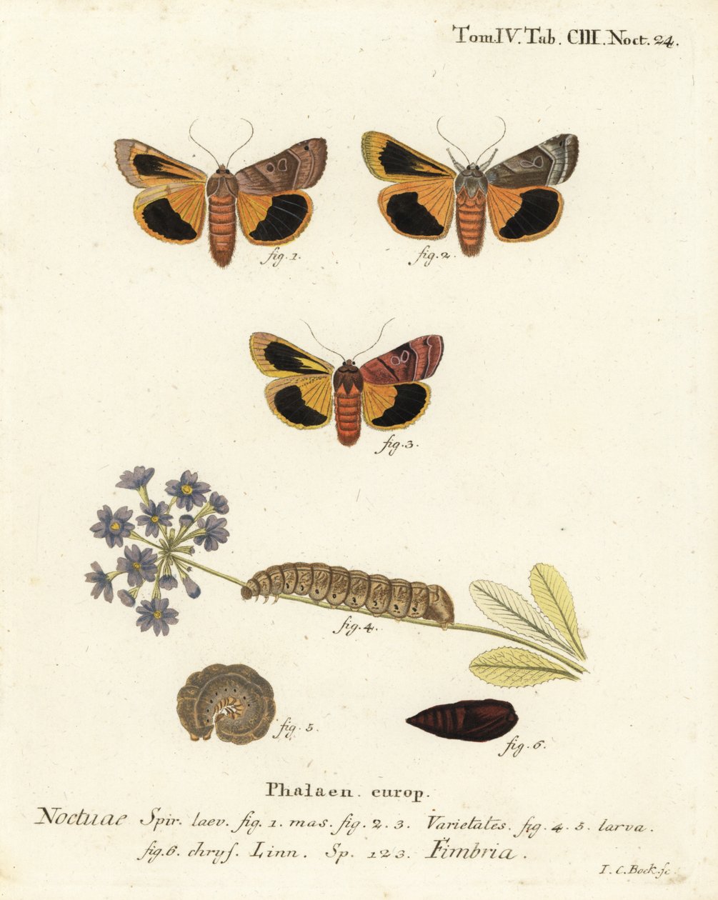 Polilla amarilla de borde ancho, Noctua fimbriata. Grabado en cobre coloreado a mano por Johann Carl Bock después de Die Schmetterlinge in Abbildungen nach der Natur de Eugenius Johann Christoph Esper, Erlangen de Johann Carl Bock