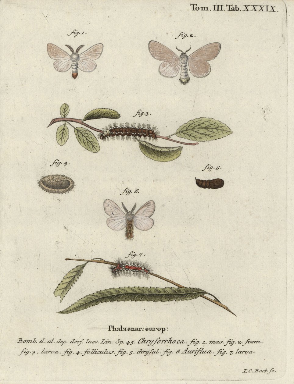 Polilla de cola marrón, Euproctis chrysorrhoea de Johann Carl Bock