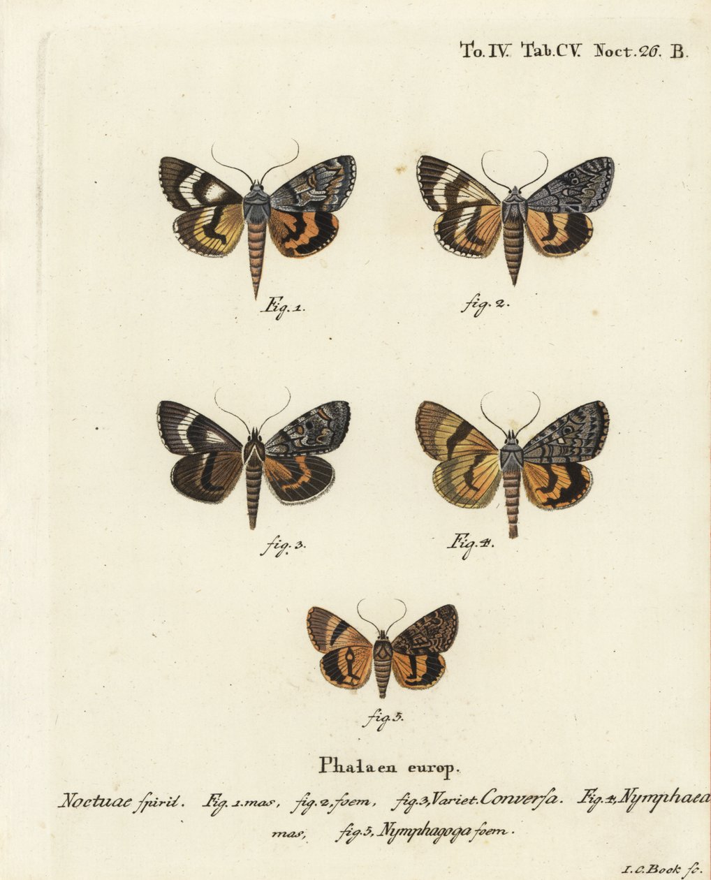 Catocala conversa 1-3, Catocala nymphaea 4, y ala amarilla de roble, Catocala nymphagoga 5. Grabado en cobre coloreado a mano por Johann Carl Bock después de Die Schmetterlinge in Abbildungen nach der Natur de Eugenius Johann Christoph Esper, Erlangen de Johann Carl Bock