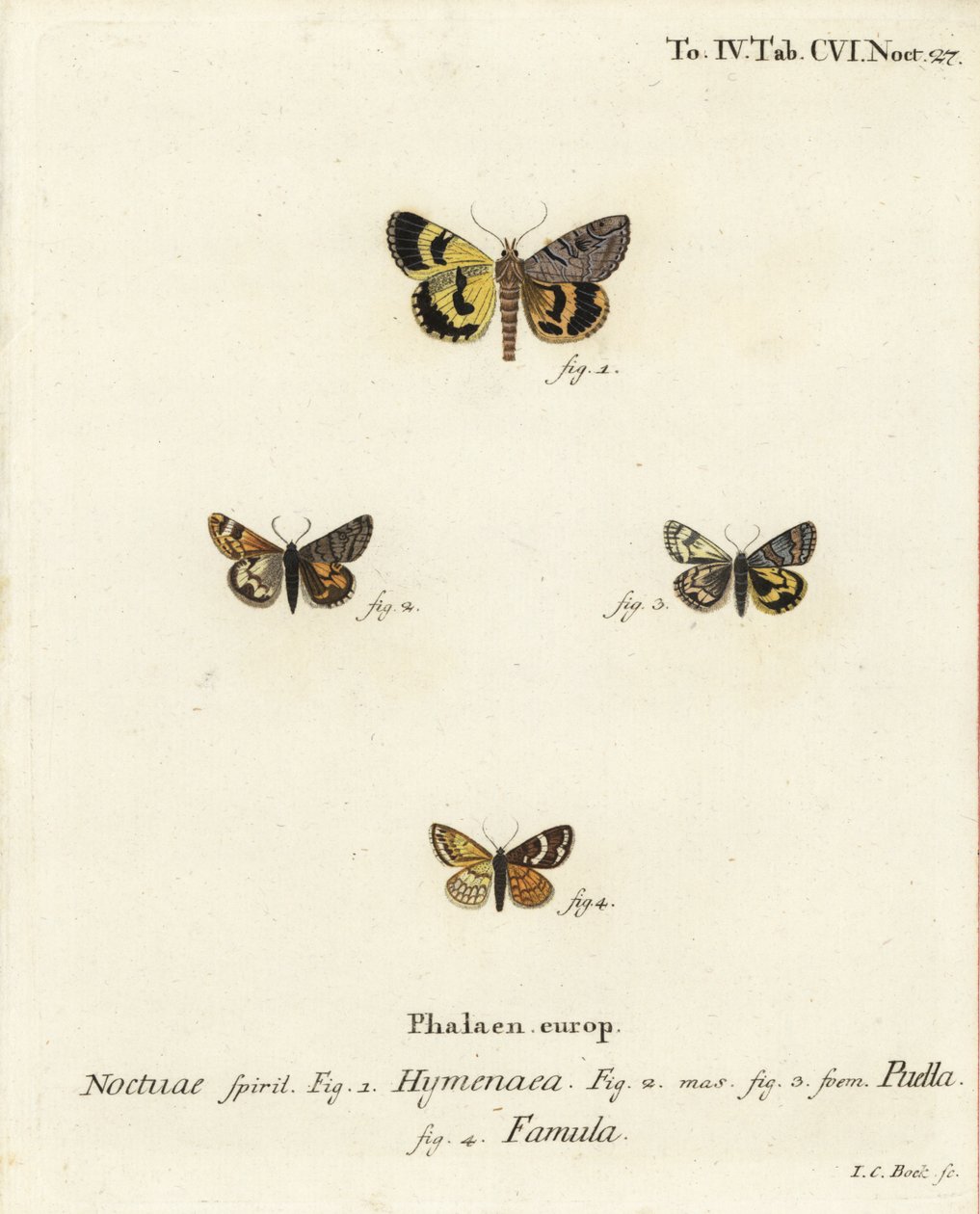 Catocala hymenaea, Amerila puella y Isturgia famula. Grabado en cobre coloreado a mano de Johann Carl Bock después del libro Die Schmetterlinge in Abbildungen nach der Natur de Eugenius Johann Christoph Esper de Johann Carl Bock