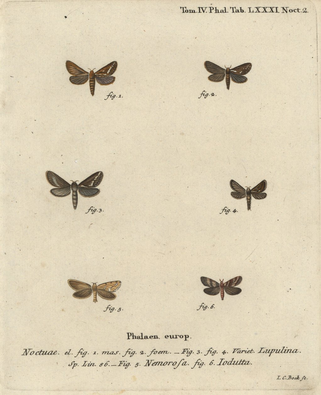 Korscheltellus lupulina, Phymatopus hecta y Pharmacis carna. Grabado en cobre coloreado a mano de Johann Carl Bock después del libro Die Schmetterlinge in Abbildungen nach der Natur de Eugenius Johann Christoph Esper de Johann Carl Bock