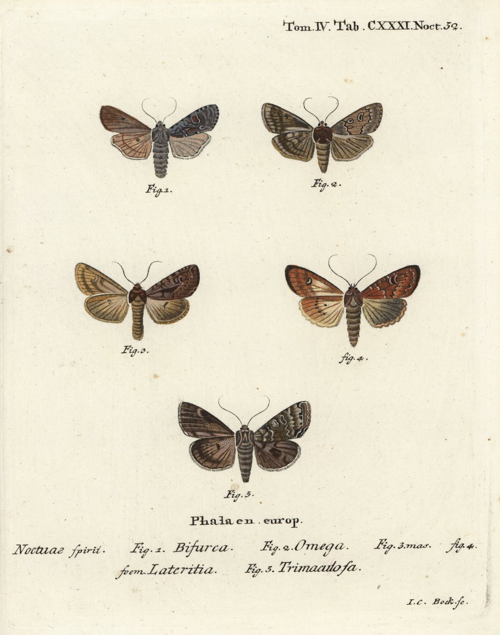 Conformista, Lithophane furcifera 1, doble dardo, Graphiphora augur 2, escaso bronceado, Apamea lateritia 3,4, y arcos plateados, Polia hepatica 5. de Johann Carl Bock