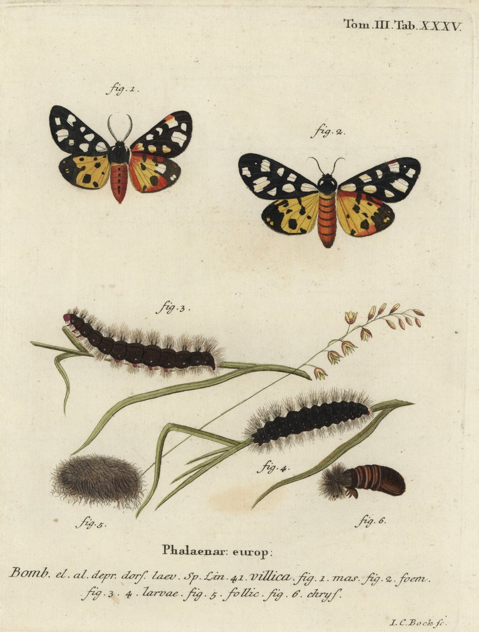 Polilla tigre de manchas crema, Epicallia villica de Johann Carl Bock