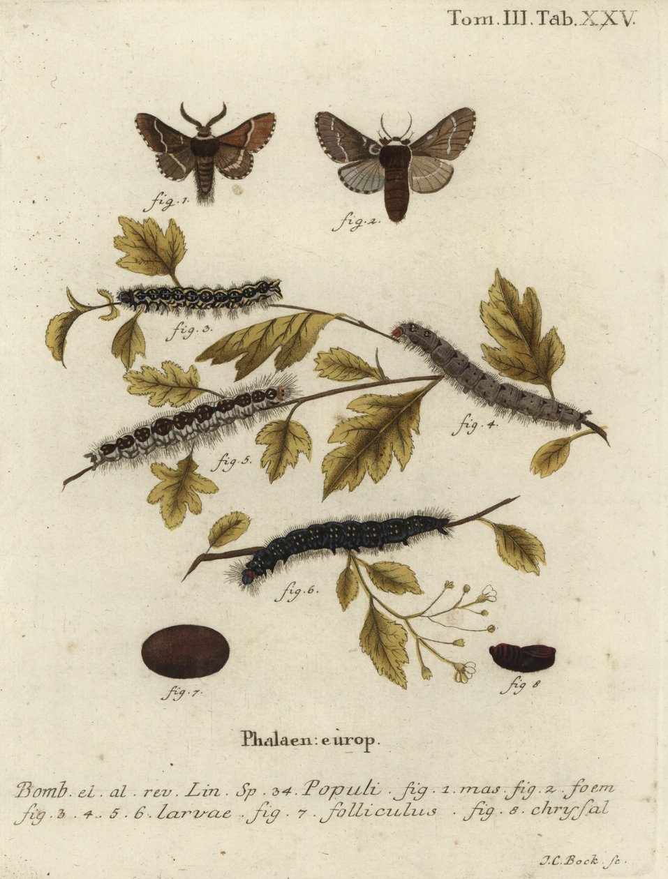 Polilla de diciembre, Poecilocampa populi de Johann Carl Bock