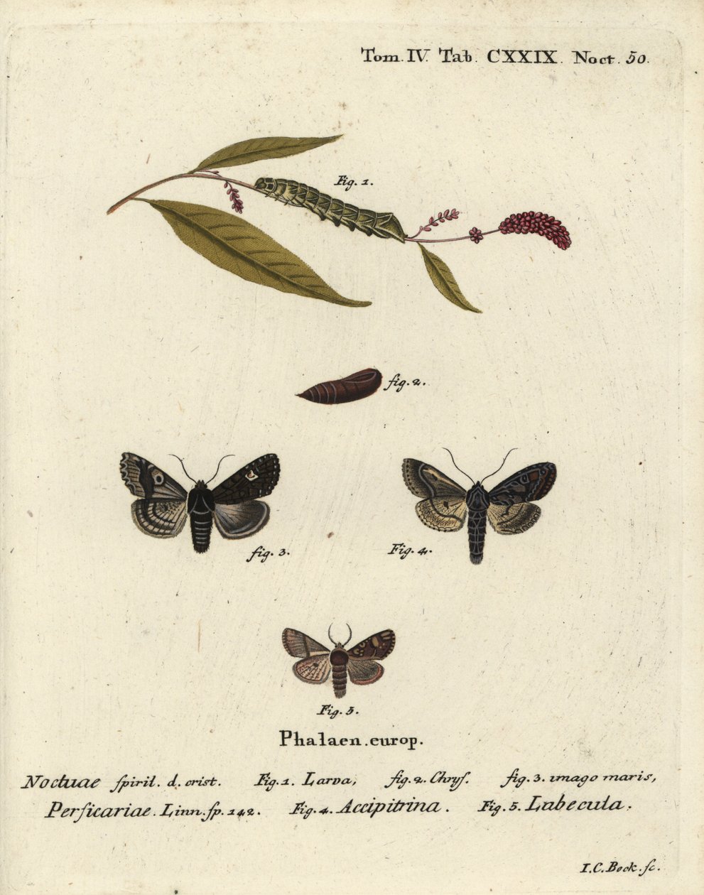 Punto, Melanchra persicariae 1-4, y Dryobota labecula 5. Grabado en cobre a mano coloreado por Johann Carl Bock después de Die Schmetterlinge en Abbildungen nach der Natur de Eugenius Johann Christoph Esper, Erlangen de Johann Carl Bock