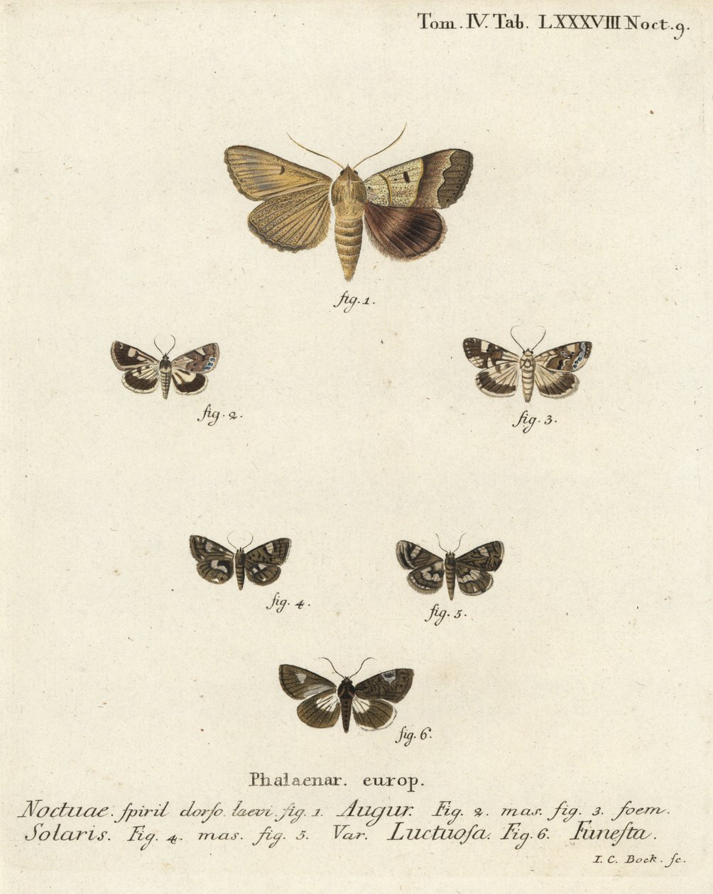 Graphiphora augur 1, Acontia lucida 2,3, Tyta luctuosa 4,5, y Aedia funesta 6. Grabado en cobre a mano coloreado por Johann Carl Bock después de Die Schmetterlinge de Eugenius Johann Christoph Esper de Johann Carl Bock