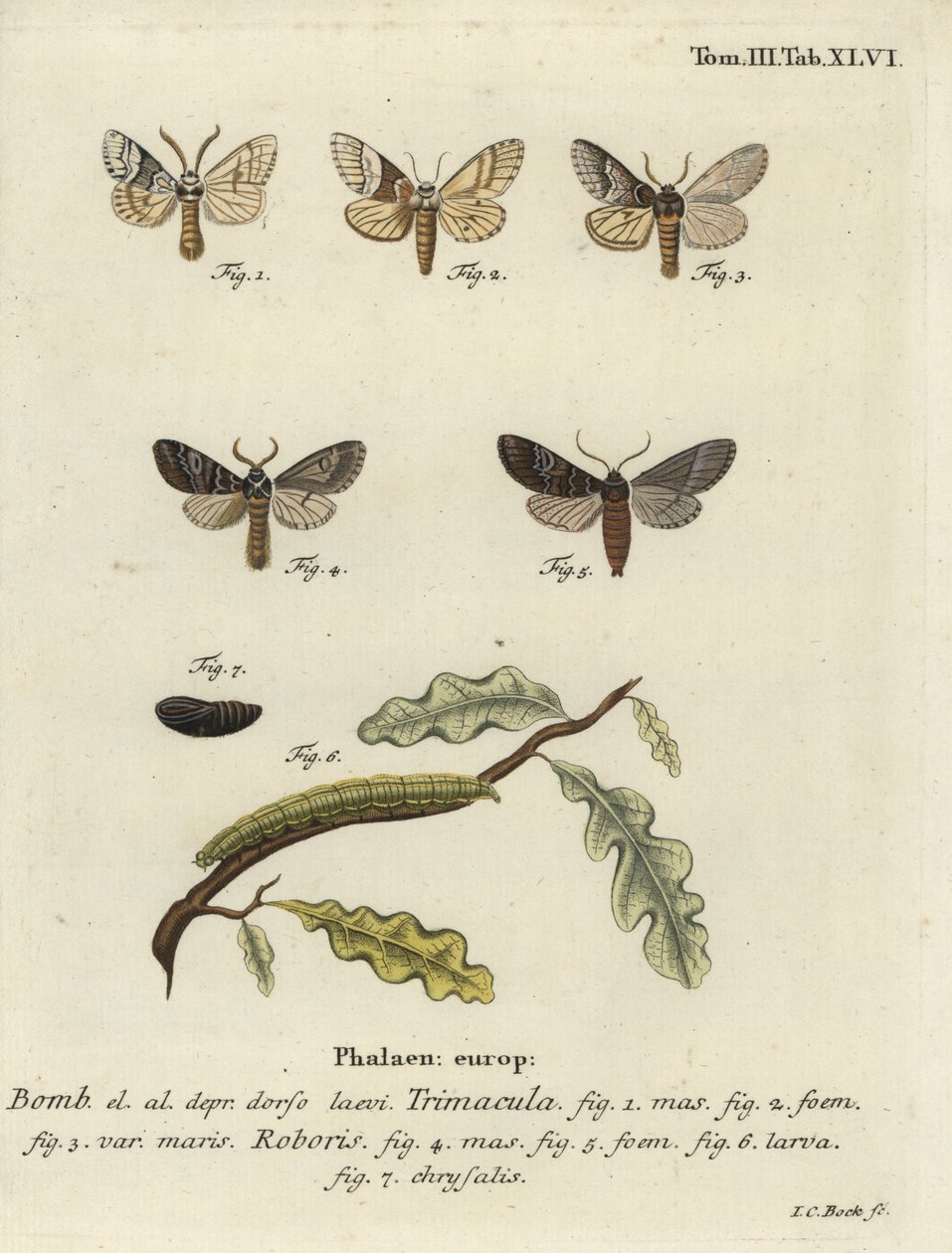 Polilla Drymonia dodonaea de Johann Carl Bock
