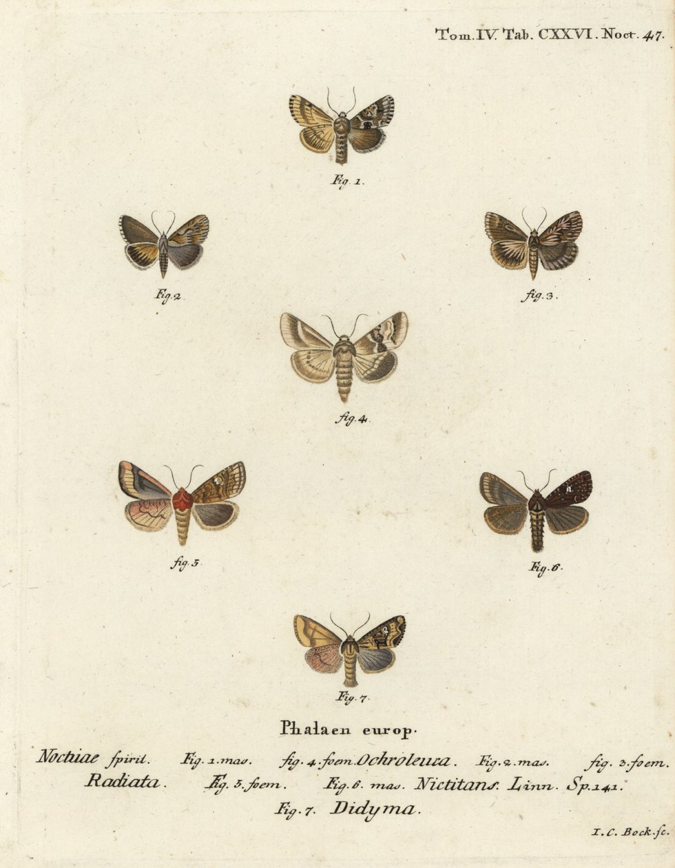 Polilla pálida, Eremobia ochroleuca 1,4, Cynaeda dentalis 2,3, polilla de oreja, Amphipoea oculea 5,6, y rústica común, Mesapamea secalis 7. Grabado en cobre coloreado a mano por Johann Carl Bock después de Die Schmetterlinge in Abbildungen nach der Natur  de Johann Carl Bock