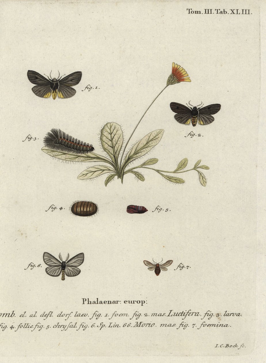 Polillas Epatolmis caesarea y Penthophera morio de Johann Carl Bock