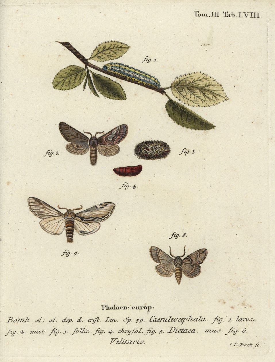 Figura de ocho, golondrina prominente y polilla Drymonia velitaris de Johann Carl Bock
