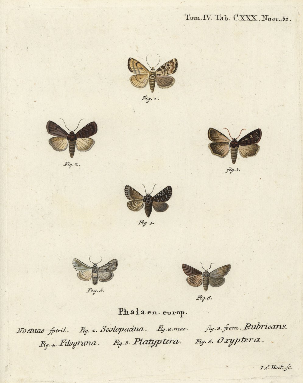 Dardo de jardín, Euxoa nigricans 1-3, Hadena filograna 4, brocado de antirrhinum, Calophasia platyptera 5, Simyra nervosa 6. Grabado en cobre a mano coloreado por Johann Carl Bock después de Die Schmetterlinge en Abbildungen nach der Natur de Eugenius Joha de Johann Carl Bock