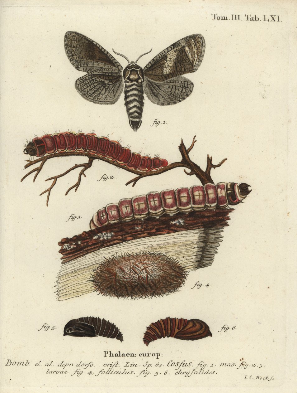 Polilla de cabra, Cossus cossus de Johann Carl Bock