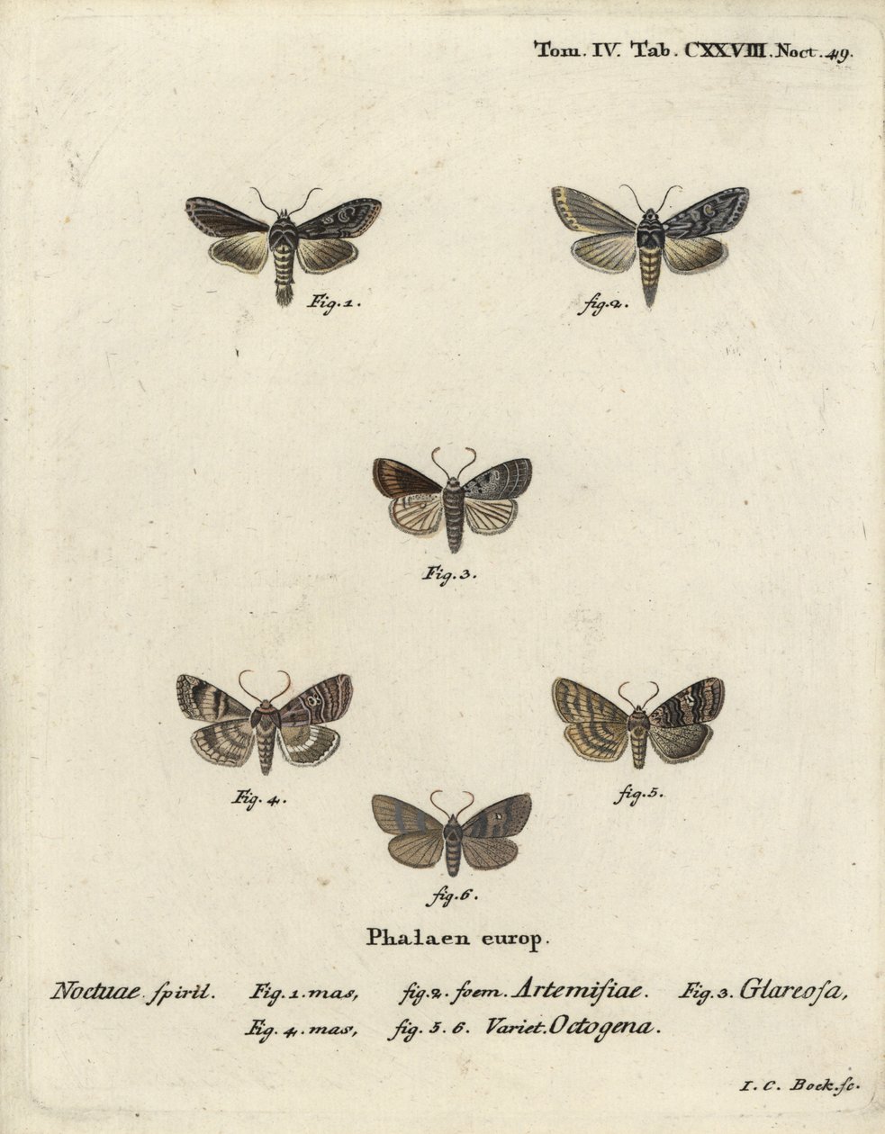 Tiburón verde plateado, Cucullia argentea 1,2, rústico otoñal, Eugnorisma glareosa 4, figura de ochenta, Tethea ocularis 4-6. Grabado en cobre coloreado a mano por Johann Carl Bock después de Die Schmetterlinge en Abbildungen de Eugenius Johann Christoph E de Johann Carl Bock
