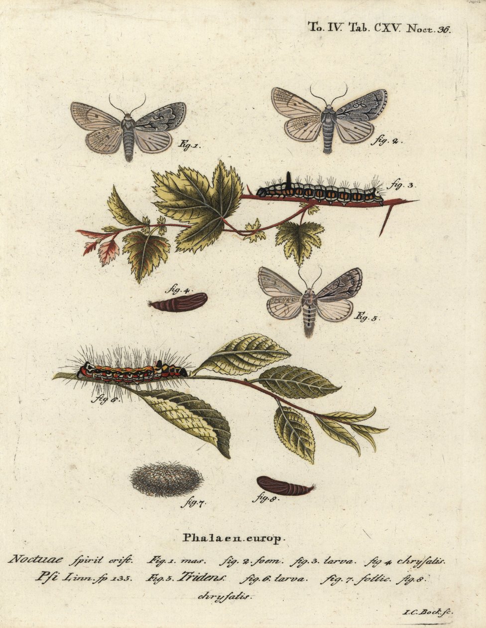 Acronicta psi 1-4, y Acronicta tridens 5-8. Grabado en cobre a mano coloreado por Johann Carl Bock después de Die Schmetterlinge de Eugenius Johann Christoph Esper de Johann Carl Bock