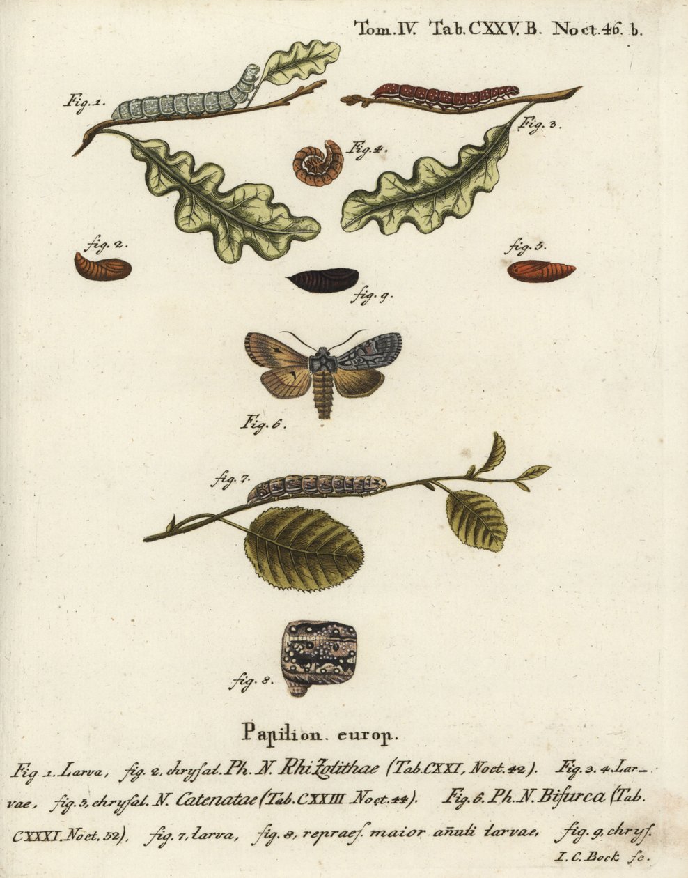 Nudo gris, Lithophane ornitopus 1,2, castaño con volantes, Agrochola helvola 3-5, conformista, Lithophane furcifera 6-9. Grabado en cobre coloreado a mano por Johann Carl Bock después de Die Schmetterlinge en Abbildungen de Eugenius Johann Christoph Esper de Johann Carl Bock
