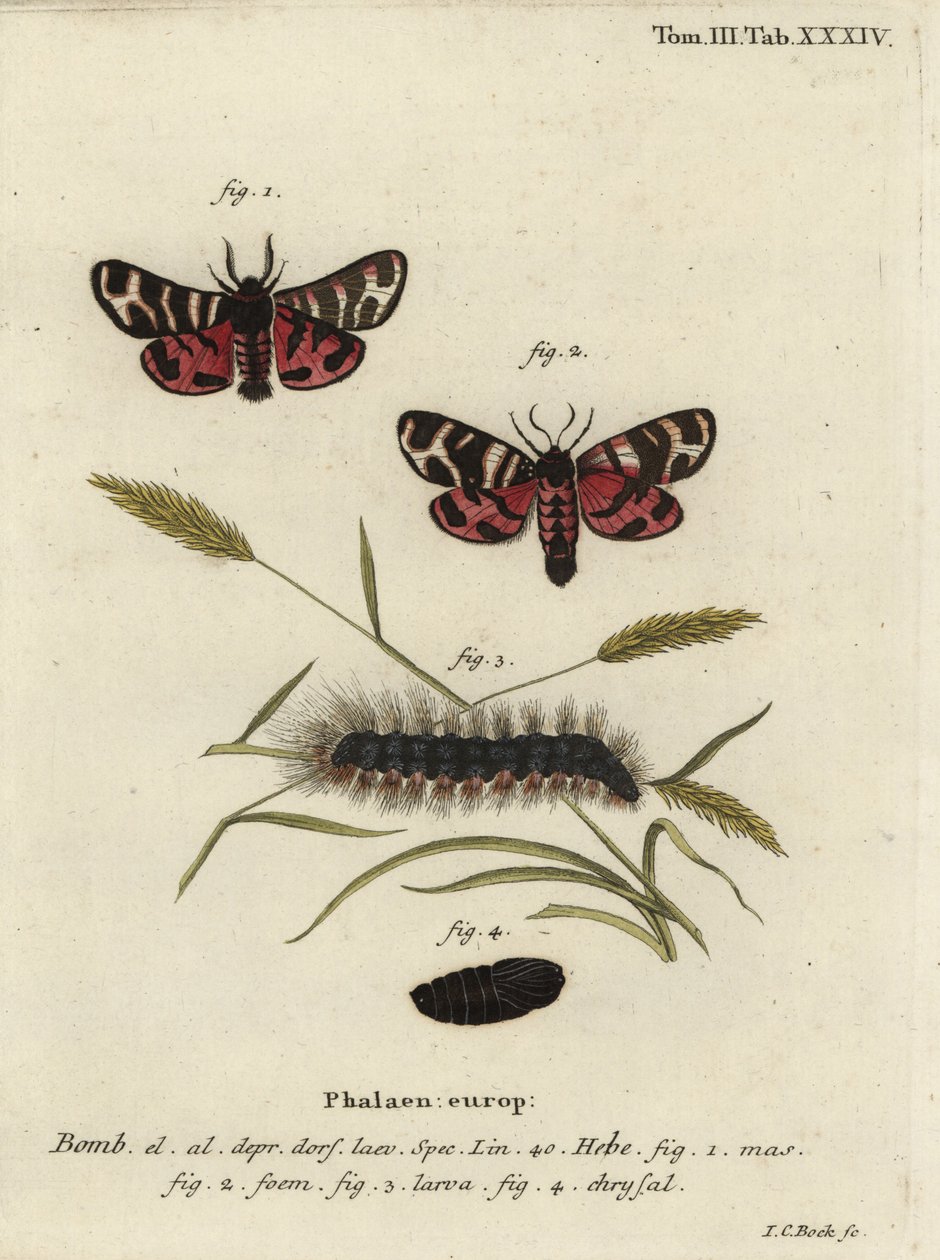 Polilla tigre de Hebe, Arctia festiva de Johann Carl Bock