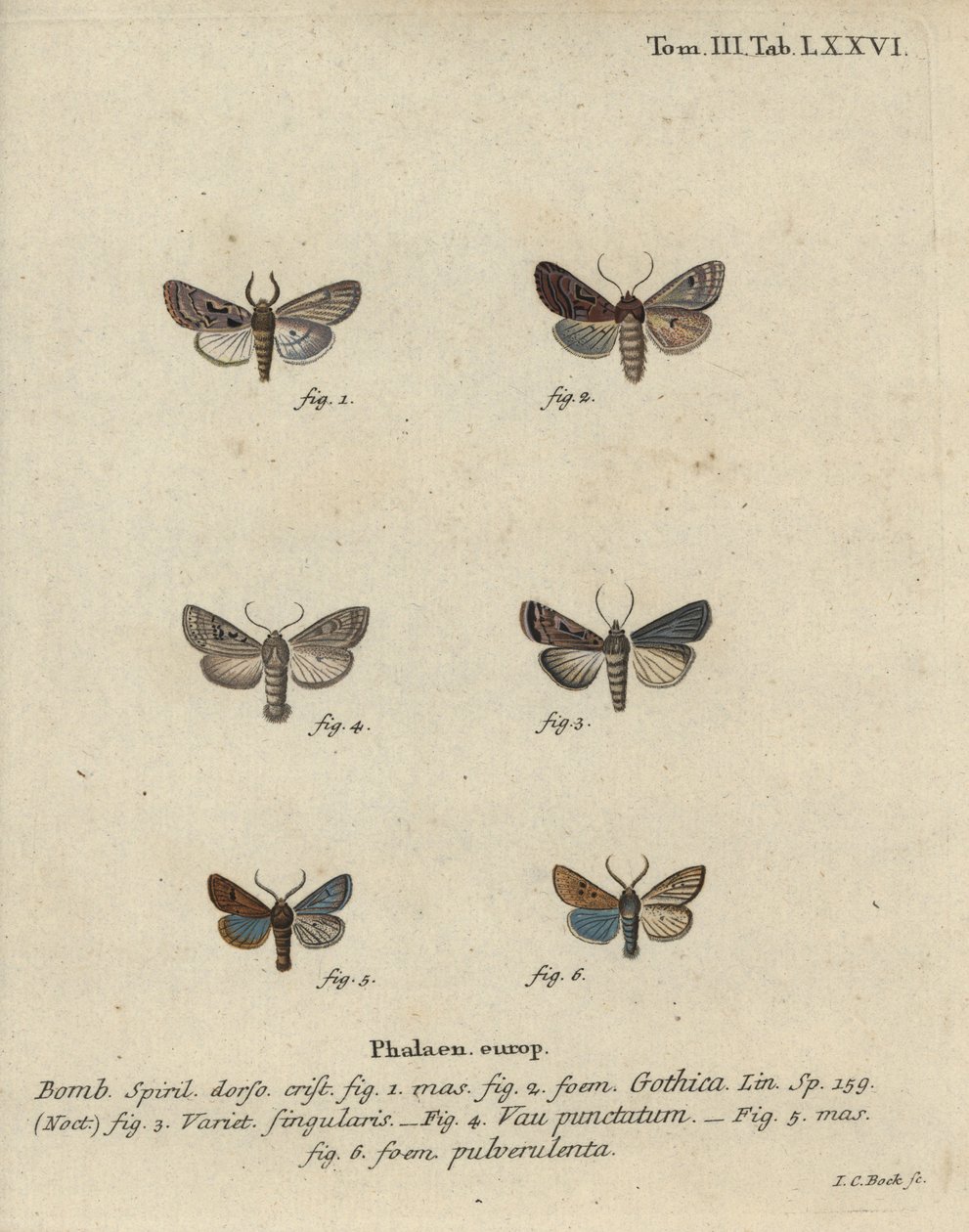 Carácter hebreo, castaño de manchas negras, polilla pequeña quaker, etc. de Johann Carl Bock