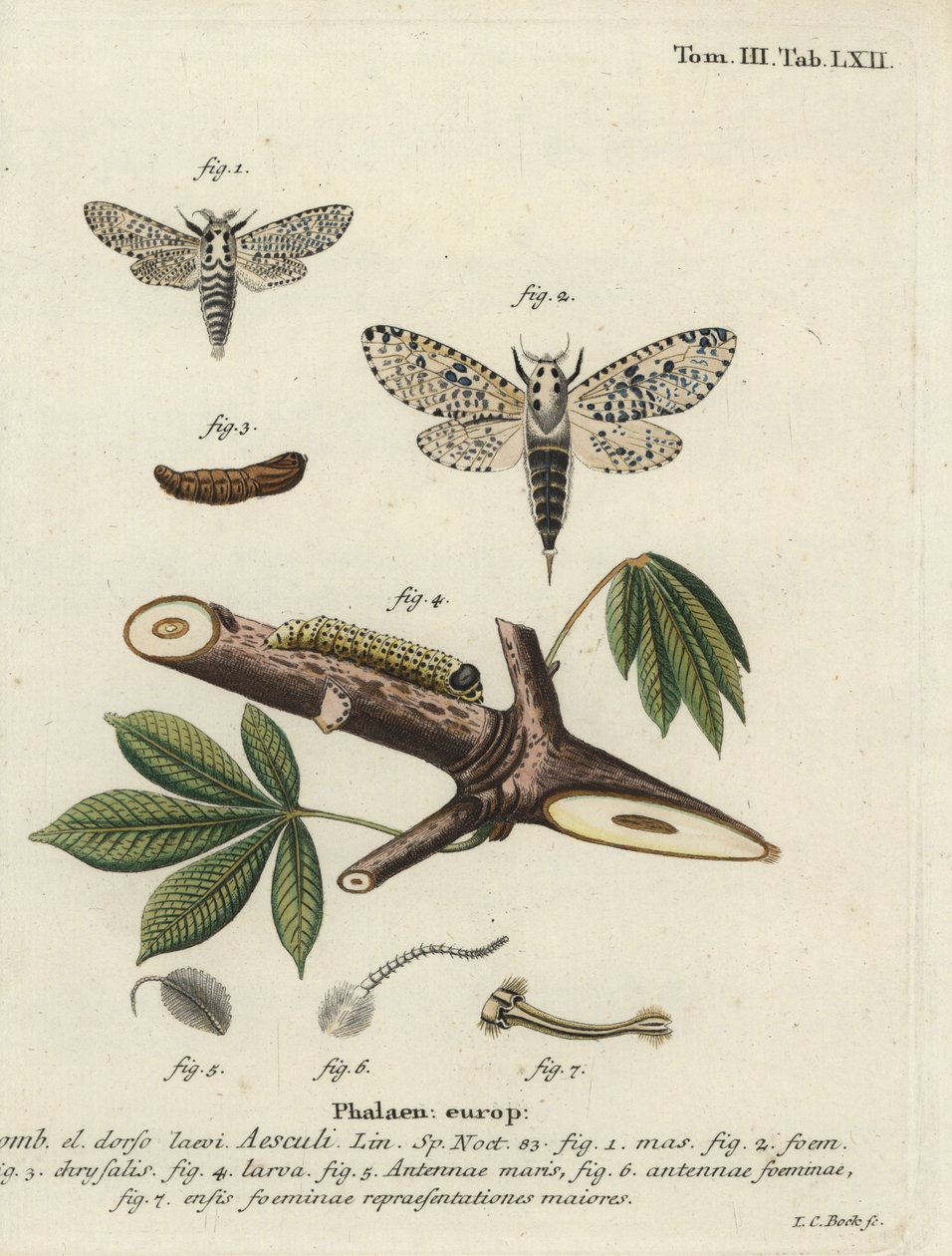 Polilla leopardo, Zeuzera pyrina de Johann Carl Bock