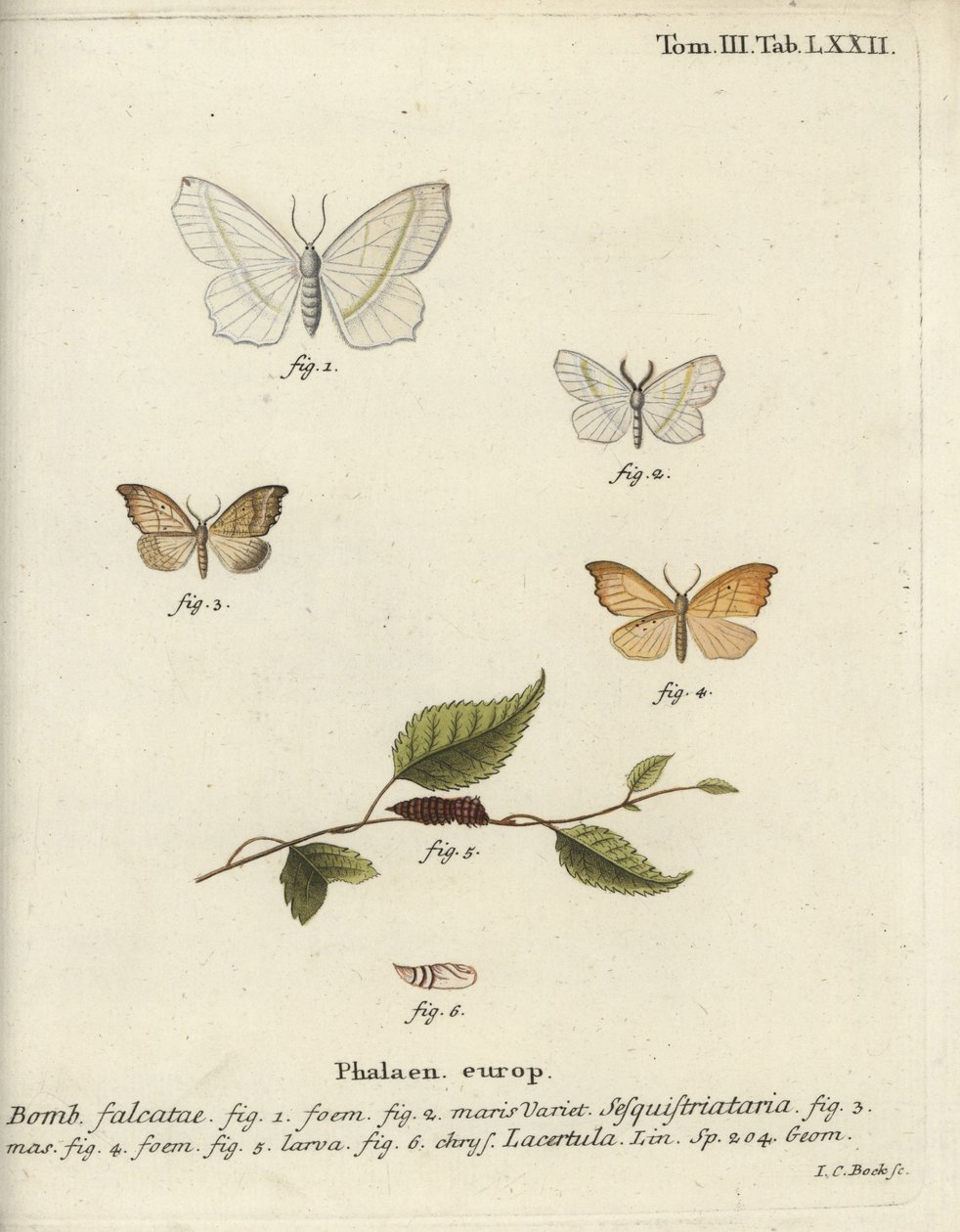 Polilla esmeralda clara y polilla de gancho festoneado de Johann Carl Bock