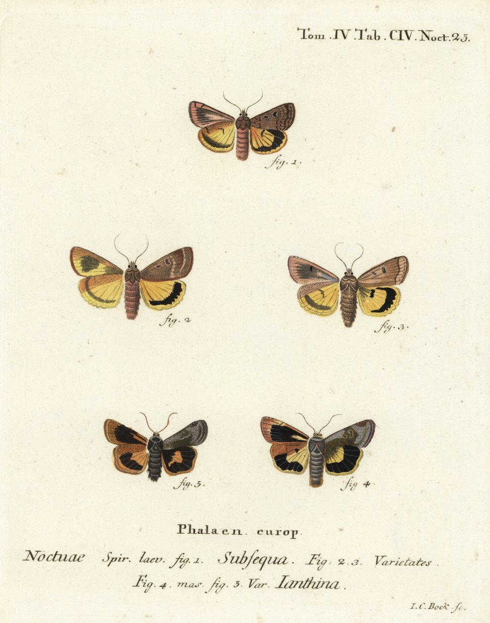 Alas amarillas lunares, Noctua orbona 1, y alas amarillas de borde ancho menor o alas amarillas de Langmaid, Noctua janthina 2-5. Grabado en cobre a mano coloreado por Johann Carl Bock después de Die Schmetterlinge en Abbildungen nach der Natur de Eugenius de Johann Carl Bock