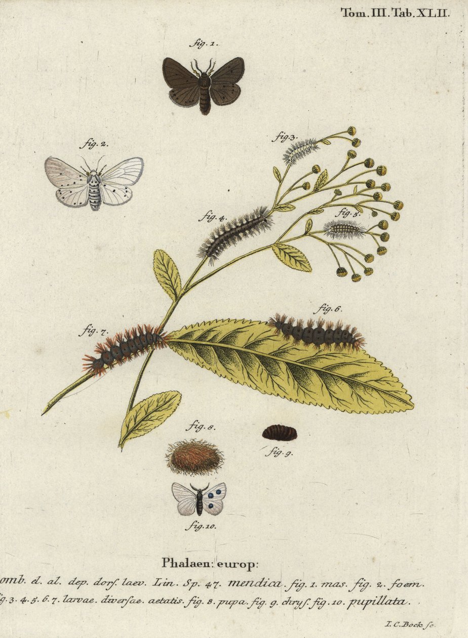 Polilla de muselina, Diaphora mendica de Johann Carl Bock