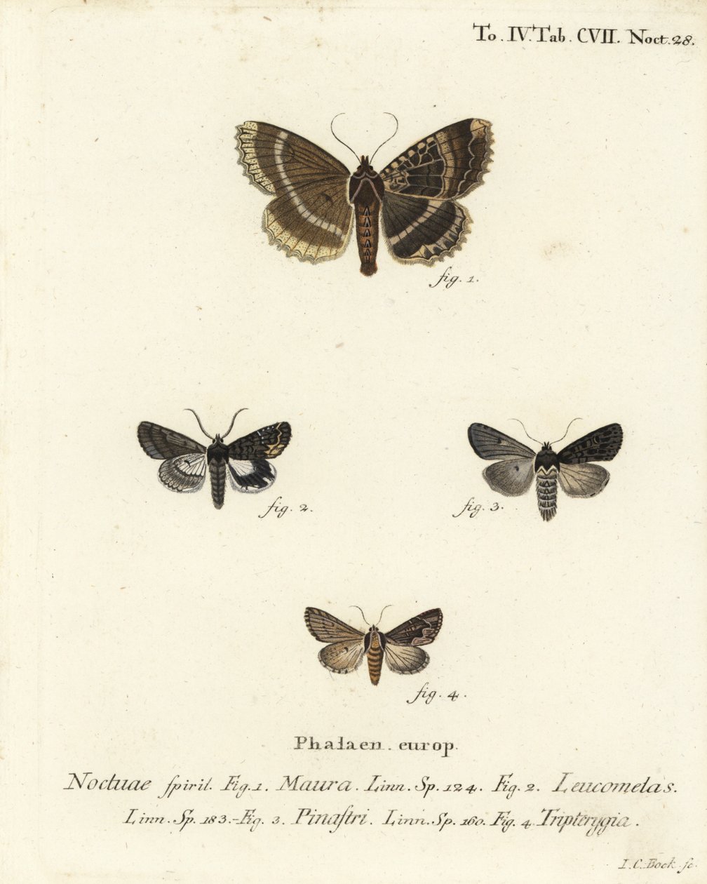 Vieja dama o ala negra, Mormo maura 1, alquimista oriental, Aedia leucomelas 2, y Dypterygia scabriuscula 3,4. Grabado en cobre coloreado a mano por Johann Carl Bock después de Die Schmetterlinge in Abbildungen nach der Natur de Eugenius Johann Christoph E de Johann Carl Bock
