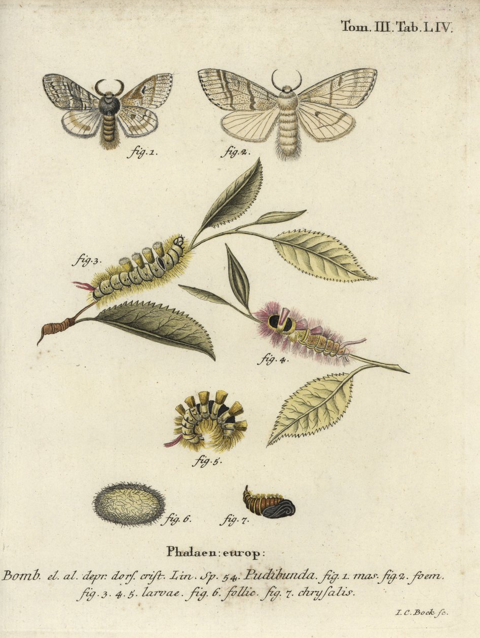 Calliteara pudibunda de Johann Carl Bock
