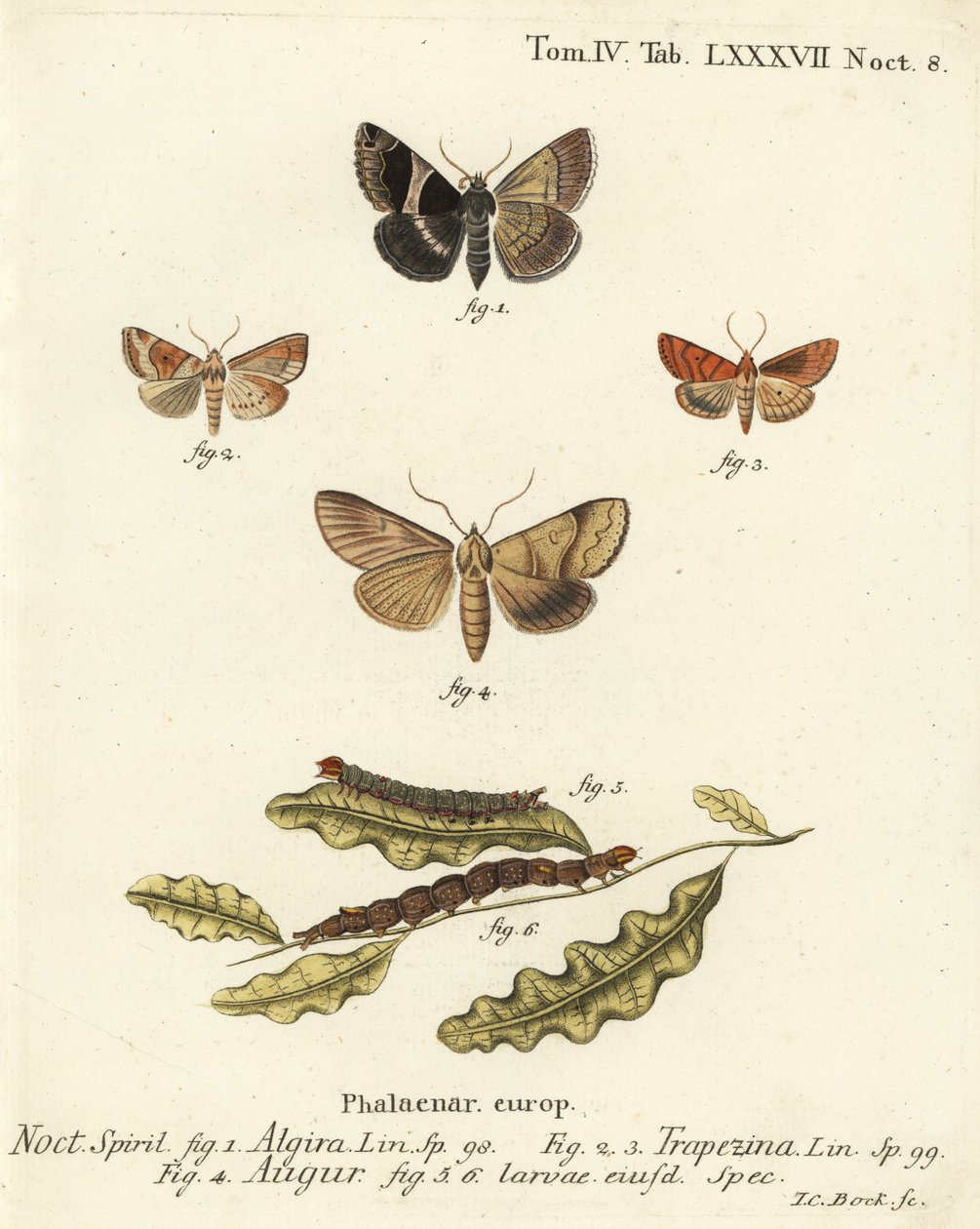 Dysgonia algira, Cosmia trapezina, Graphiphora augur y larvas. Grabado en cobre coloreado a mano de Johann Carl Bock después del libro Die Schmetterlinge in Abbildungen nach der Natur de Eugenius Johann Christoph Esper de Johann Carl Bock