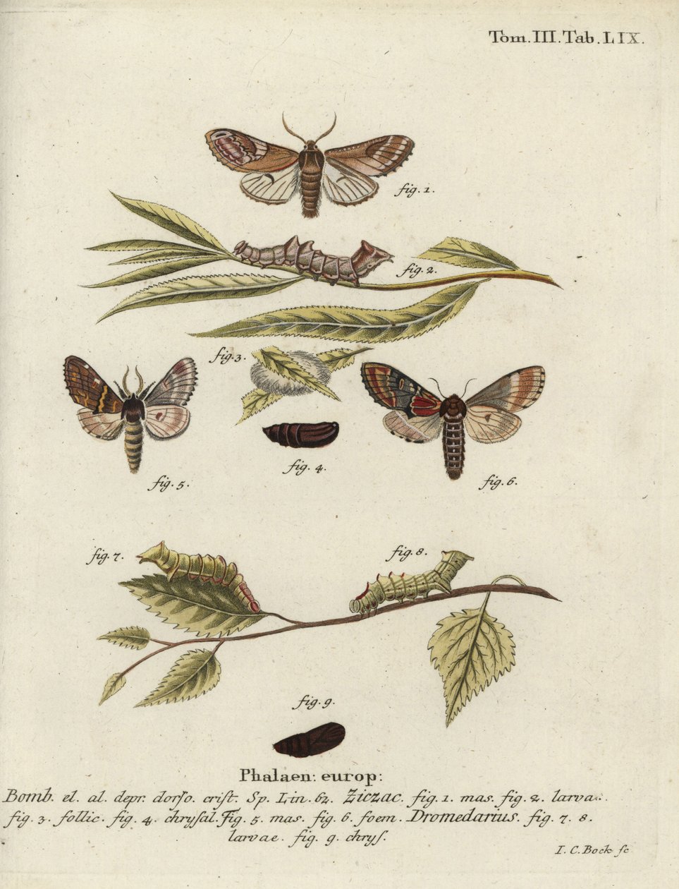 Prominente de guijarros y prominente de hierro de Johann Carl Bock