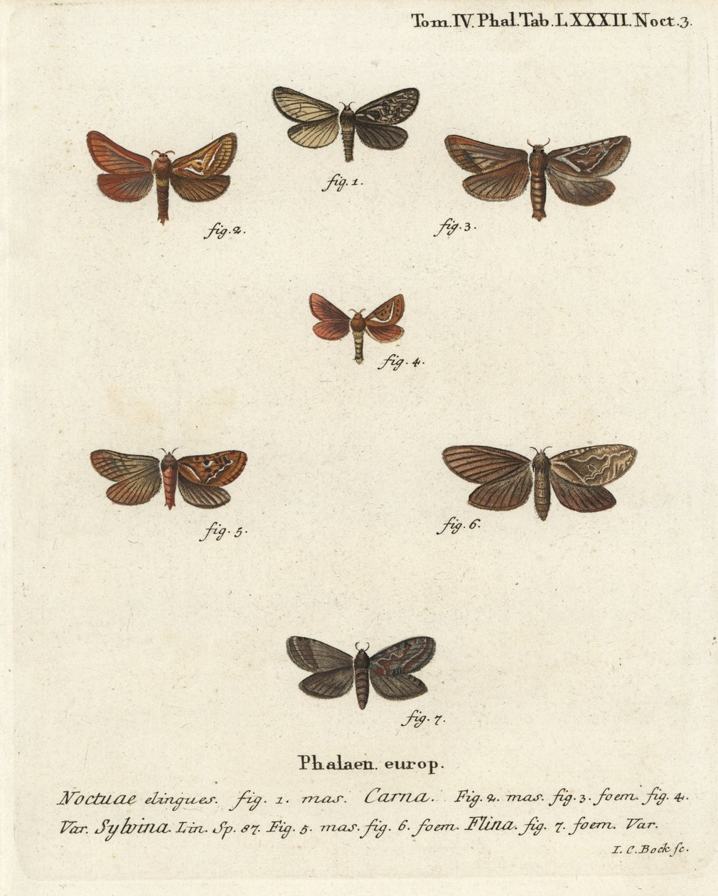 Pharmacis carna 2-4, ala naranja, Triodia sylvina 5,6, y ala dorada, Phymatopus hecta 7. Grabado en cobre coloreado a mano por Johann Carl Bock después de Die Schmetterlinge in Abbildungen nach der Natur de Eugenius Johann Christoph Esper, Erlangen de Johann Carl Bock