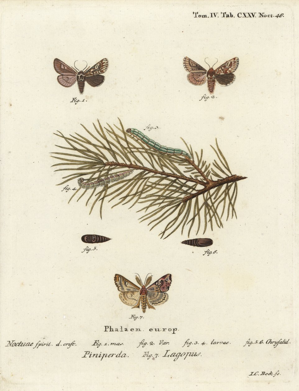 Belleza del pino, Panolis flammea 1-6, y polilla latina, Callopistria juventina 7. Grabado en cobre coloreado a mano por Johann Carl Bock después de Die Schmetterlinge in Abbildungen nach der Natur de Eugenius Johann Christoph Esper, Erlangen de Johann Carl Bock