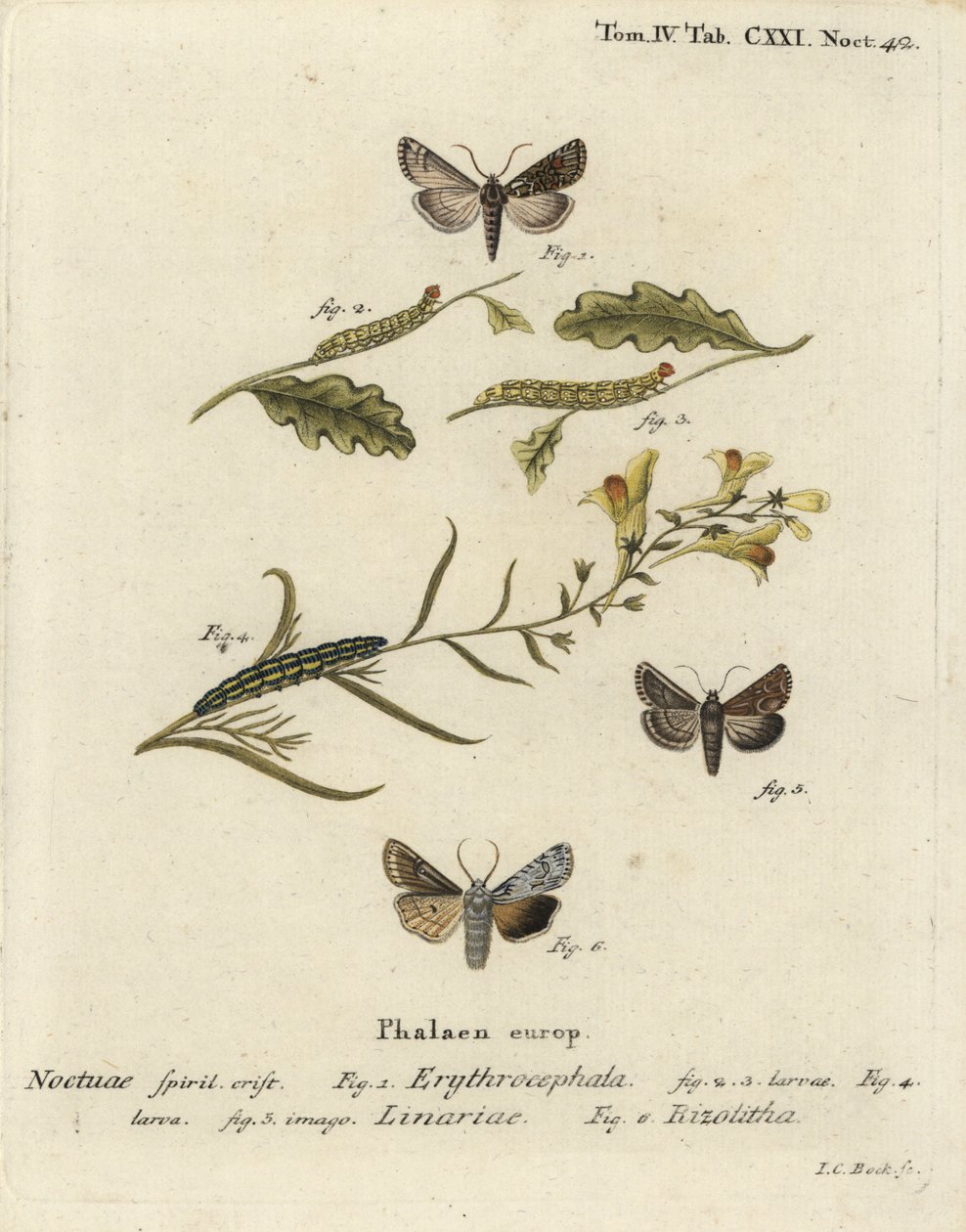 Conistra erythrocephala 1-4, Calophasia lunula 5 y Lithophane ornitopus 6. Grabado en cobre a mano coloreado por Johann Carl Bock después de Die Schmetterlinge de Eugenius Johann Christoph Esper de Johann Carl Bock