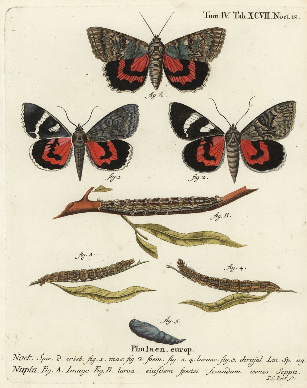 Catocala nupta. Grabado en cobre a mano coloreado por Johann Carl Bock después de Die Schmetterlinge de Eugenius Johann Christoph Esper de Johann Carl Bock