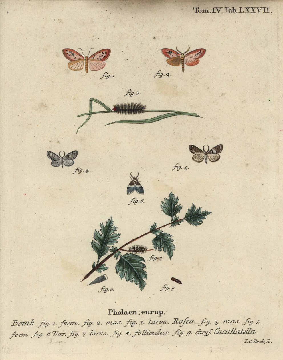 Polilla rosada y polilla de capa corta de Johann Carl Bock