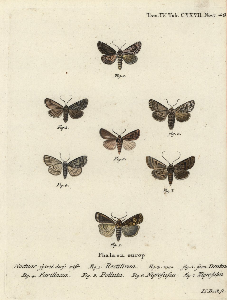 Polilla sajona, Hyppa rectilinea 1, polilla de tijeras, Hada plebeja 2,3, daga de pantano, Acronicta strigosa 4, pinzón de manchas marrones, Agrochola litura 5, dardo de línea blanca, Euxoa nigrofusca 6, Opigena polygona 7. Grabado en cobre coloreado a man de Johann Carl Bock