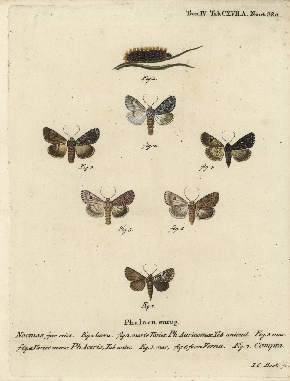 Daga escasa, Acronicta auricoma 1-3, polilla del sicómoro, Acronicta aceris, polilla de nuez moscada 4,5, Hadula trifolii 6 y corona variada, Hadena compta 7. Grabado en cobre coloreado a mano por Johann Carl Bock después de Die Schmetterlinge en Abbildung de Johann Carl Bock