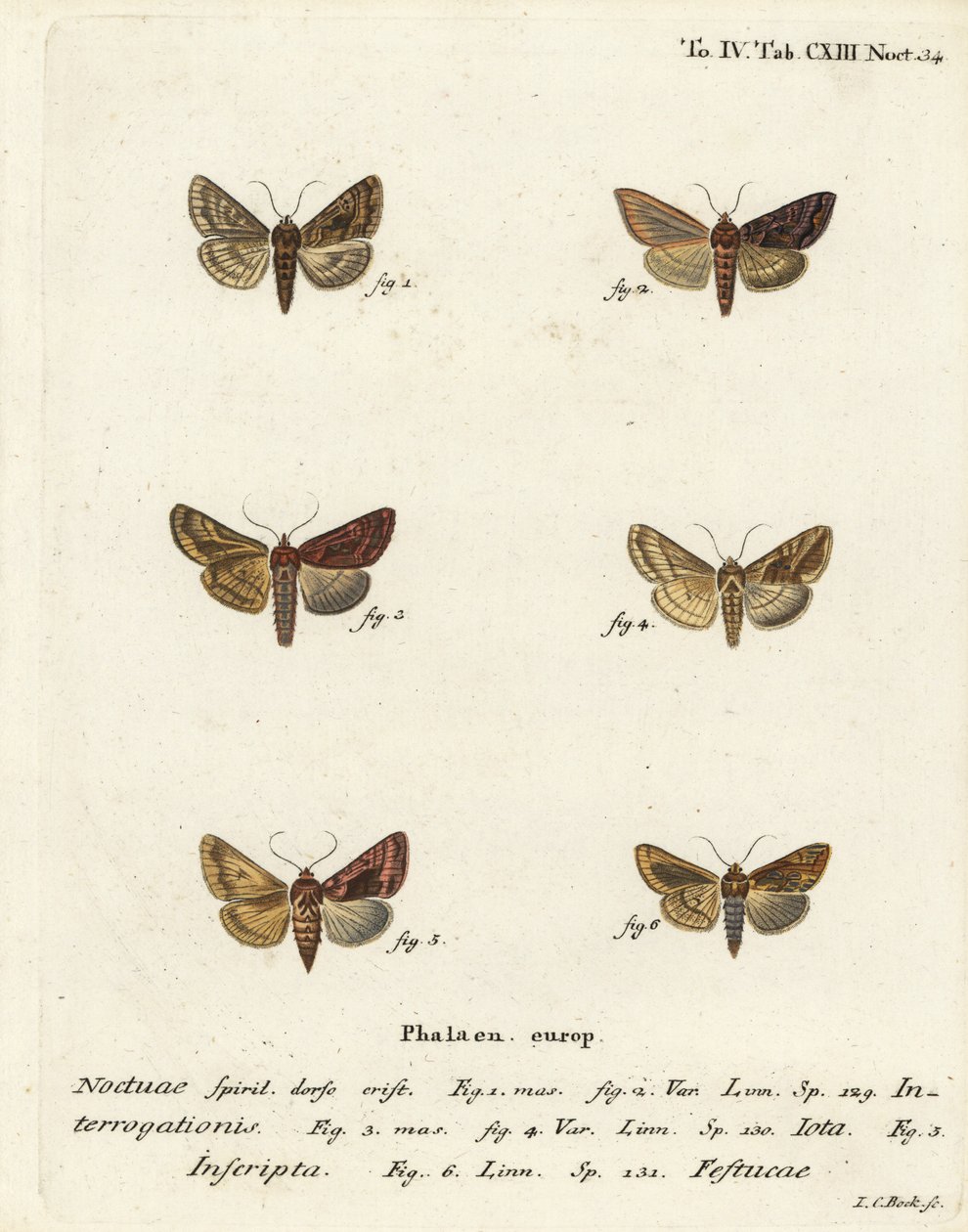 Escaso Y plateado, Syngrapha interrogationis 1,2, Y dorado liso, Autographa jota 3-5, mancha dorada, Plusia festucae 6. Grabado en cobre a mano coloreado por Johann Carl Bock después de Die Schmetterlinge de Eugenius Johann Christoph Esper de Johann Carl Bock