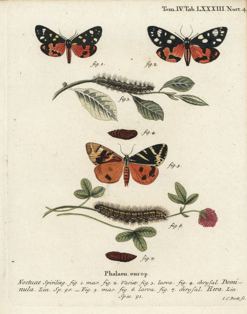 Callimorpha dominula 1-4, y Euplagia quadripunctaria 5-7. Grabado en cobre a mano coloreado por Johann Carl Bock después de Die Schmetterlinge de Eugenius Johann Christoph Esper de Johann Carl Bock