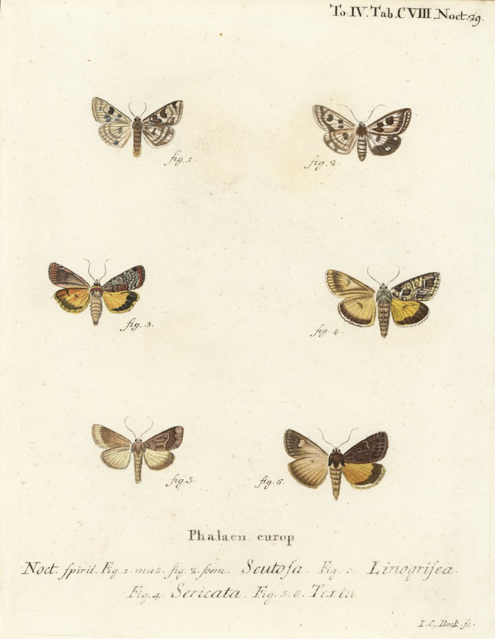 Trébol manchado, Schinia scutosa 1,2, Epilecta linogrisea 3, Guernsey bajo ala, Polyphaenis sericata 4, y bajo ala de paja, Thalpophila matura 5,6. Grabado en cobre a mano coloreado por Johann Carl Bock después de Die Schmetterlinge de Eugenius Johann Chri de Johann Carl Bock