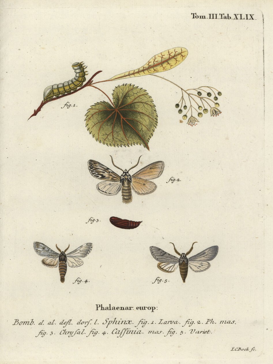 Polilla Sprawler, Asteroscopus sphinx de Johann Carl Bock