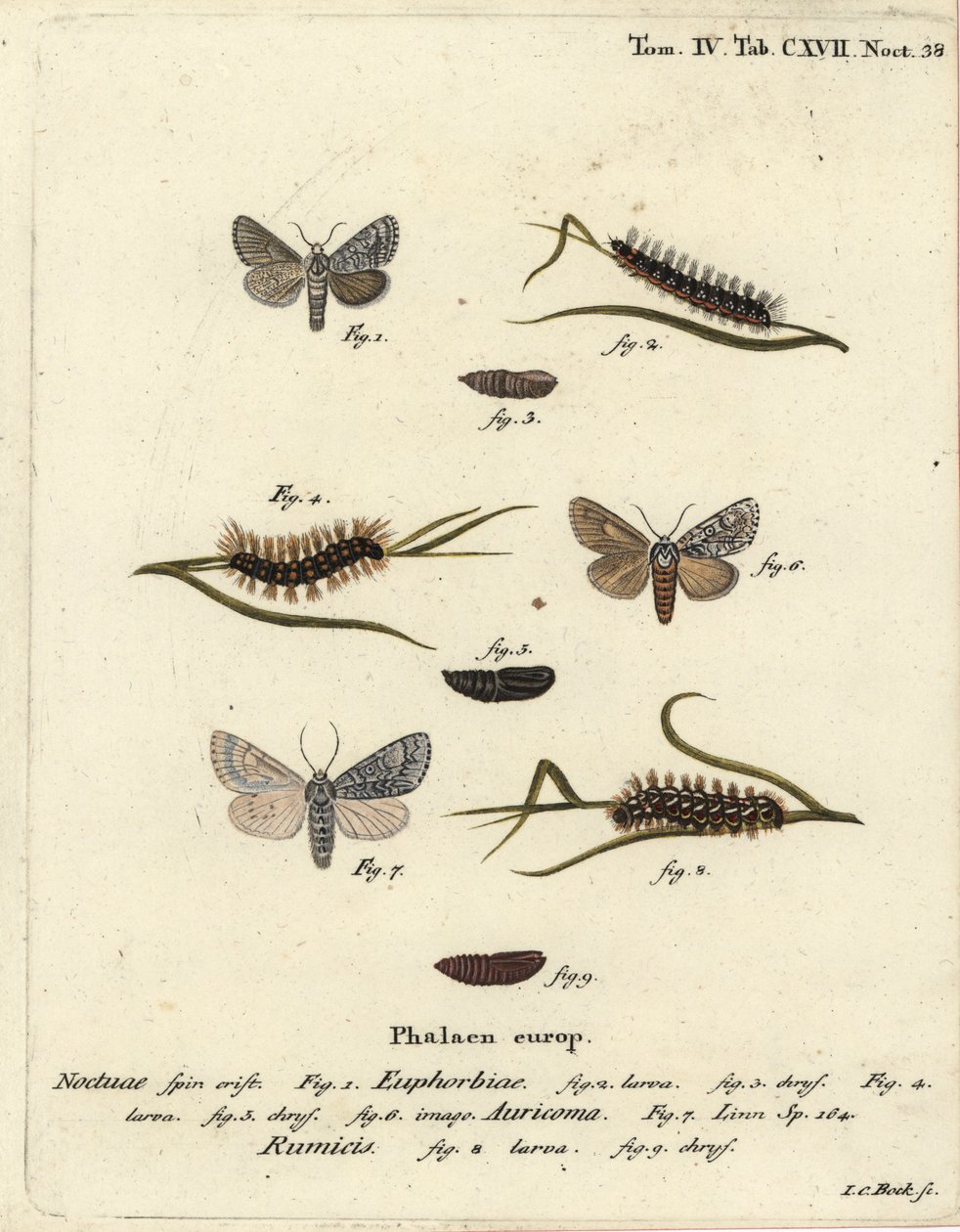 Polilla de gale dulce, Acronicta euphorbiae 1-5, daga escasa, Acronicta auricoma 6, y polilla de hierba de nudo, Acronicta rumicis 7-9. Grabado en cobre coloreado a mano por Johann Carl Bock después de Die Schmetterlinge en Abbildungen de Eugenius Johann C de Johann Carl Bock